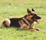 Adestramento de cães em Sete Lagoas